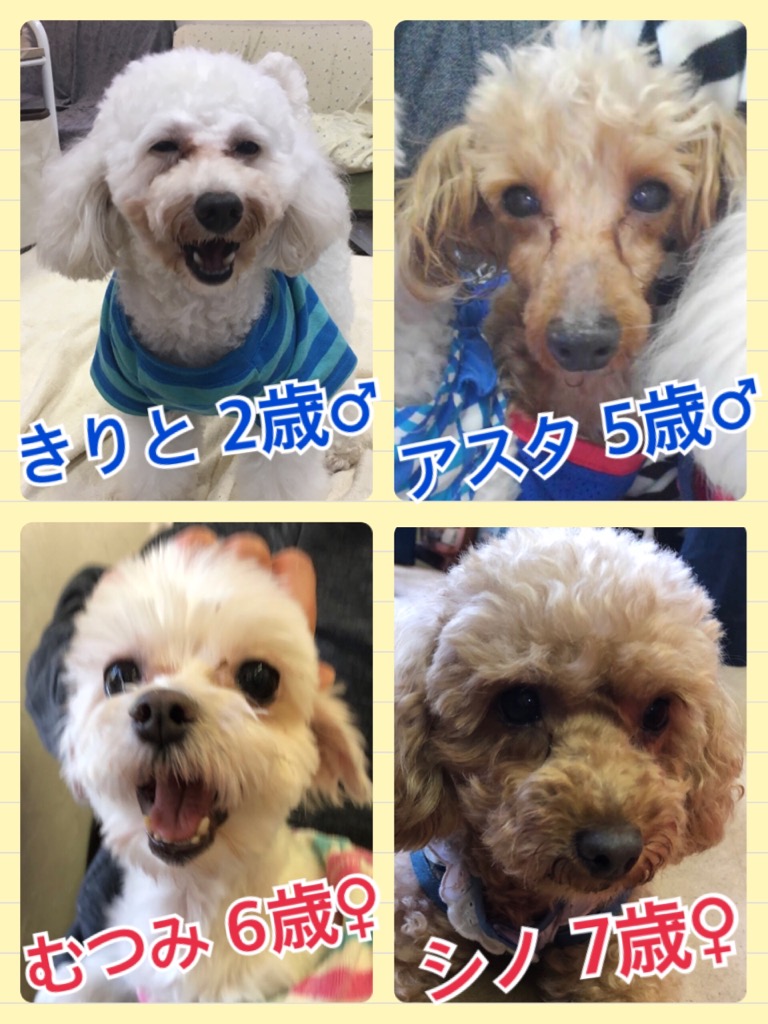 今日は２１日ワンニャンの日🐶🐱🐾今日の里親様募集中ワンコメンバー🐶2018,5,21